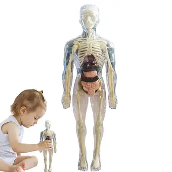 Nähtav inimkeha 3D Mudel Inimese Keha Mudel Lapsed Pehme Inimese Keha Realistlik Anatoomia Nukk, Eemaldatava Orel Luu Vanuses 4